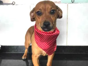 Cachorro raça SRD idade 2 a 6 meses nome Sem nome