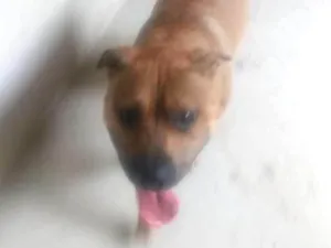 Cachorro raça Pitbull idade 1 ano nome Thor