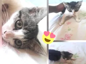 Gato raça Srd idade Abaixo de 2 meses nome Pitucha