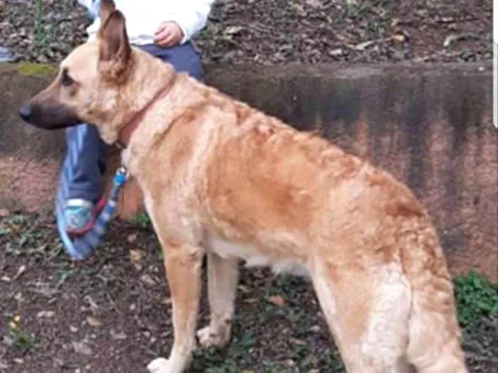 Cachorro ra a SRD idade 2 anos nome Bombom