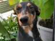 Catarina