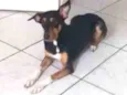 Catarina