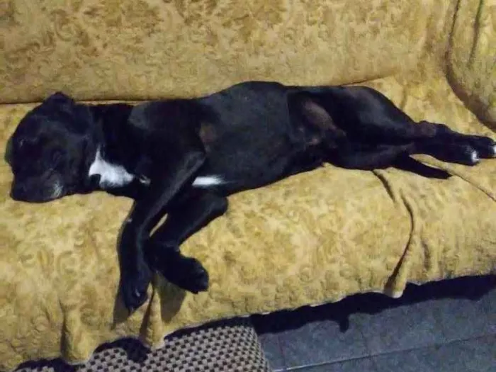 Cachorro ra a Não definida idade 4 anos nome Duke