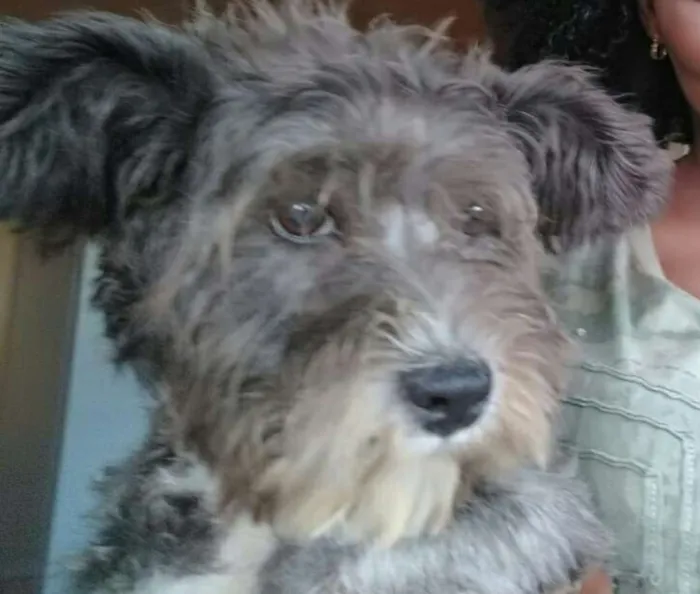 Cachorro raça RND idade 7 a 11 meses nome Kyara 