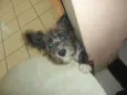 Kyara 