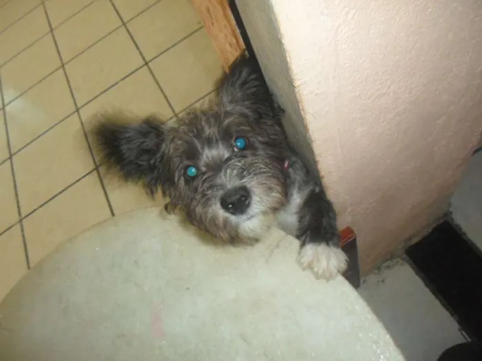 Cachorro raça RND idade 7 a 11 meses nome Kyara 