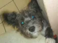 Kyara 