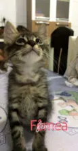 Gatos