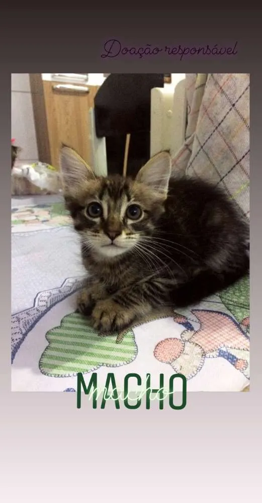 Gato raça  idade Abaixo de 2 meses nome Gatos 