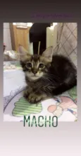 Gatos
