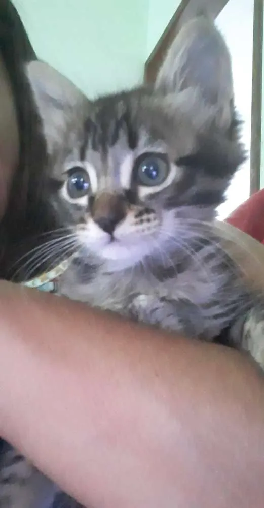 Gato raça  idade Abaixo de 2 meses nome Gatos 