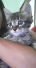 Gatos