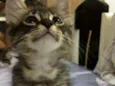 Gatos 