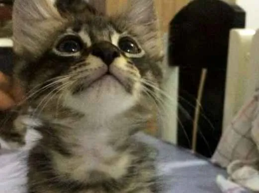 Gato raça  idade Abaixo de 2 meses nome Gatos 