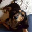 Susi