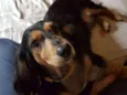 Susi