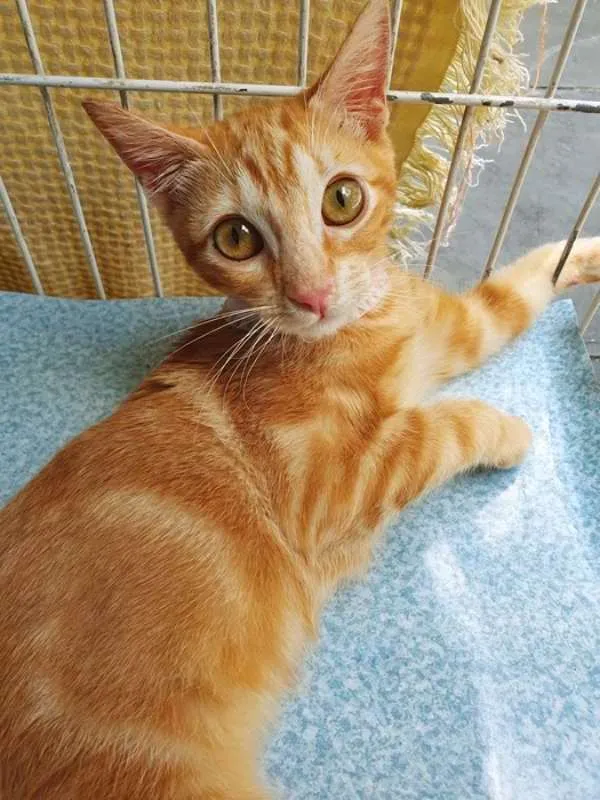 Gato ra a SRD idade 2 a 6 meses nome BRUNA LARANJA