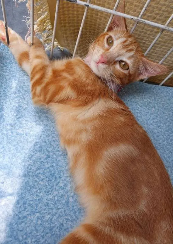 Gato ra a SRD idade 2 a 6 meses nome BRUNA LARANJA