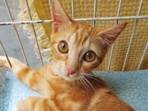 Gato raça SRD idade 2 a 6 meses nome BRUNA LARANJA