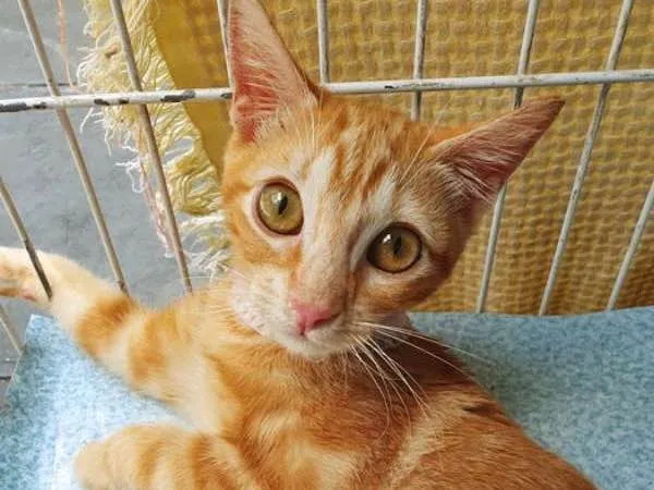 Gato ra a SRD idade 2 a 6 meses nome BRUNA LARANJA