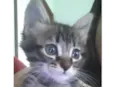 Gatos