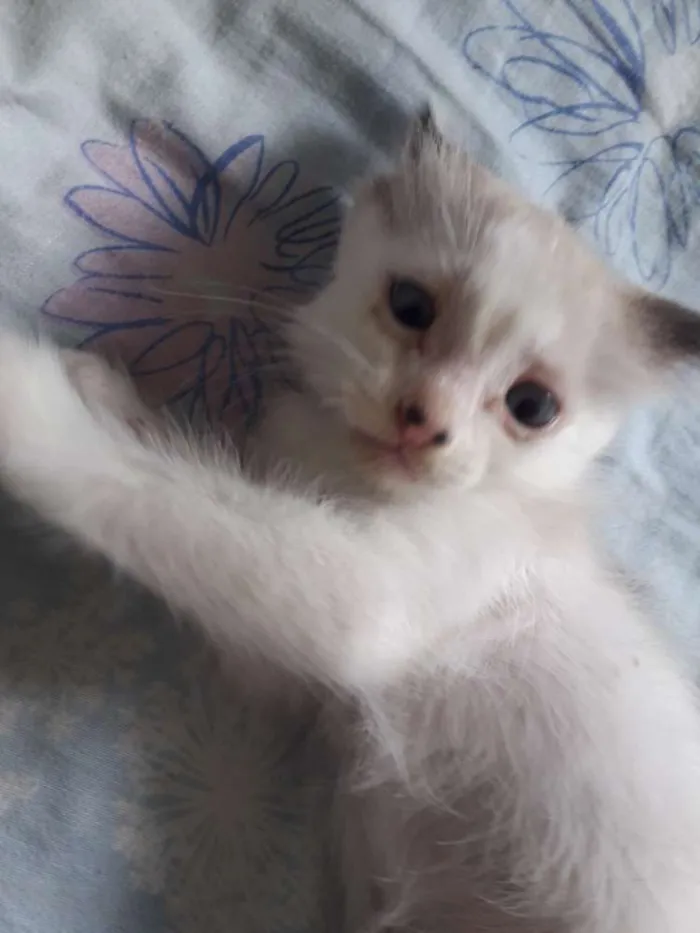 Gato raça  idade 2 a 6 meses nome Pérola