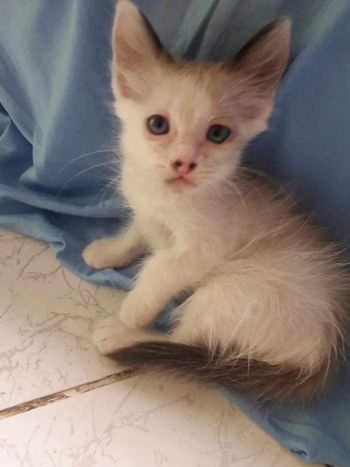 Gato raça  idade 2 a 6 meses nome Pérola