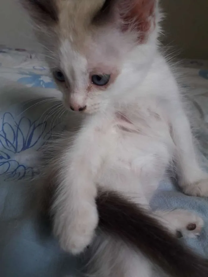 Gato raça  idade 2 a 6 meses nome Pérola