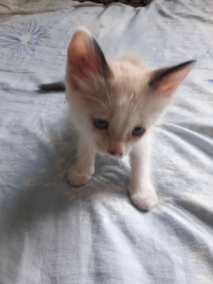 Gato raça  idade 2 a 6 meses nome Pérola