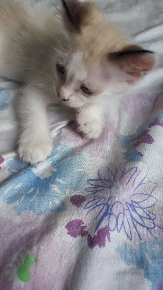 Gato raça  idade 2 a 6 meses nome Pérola