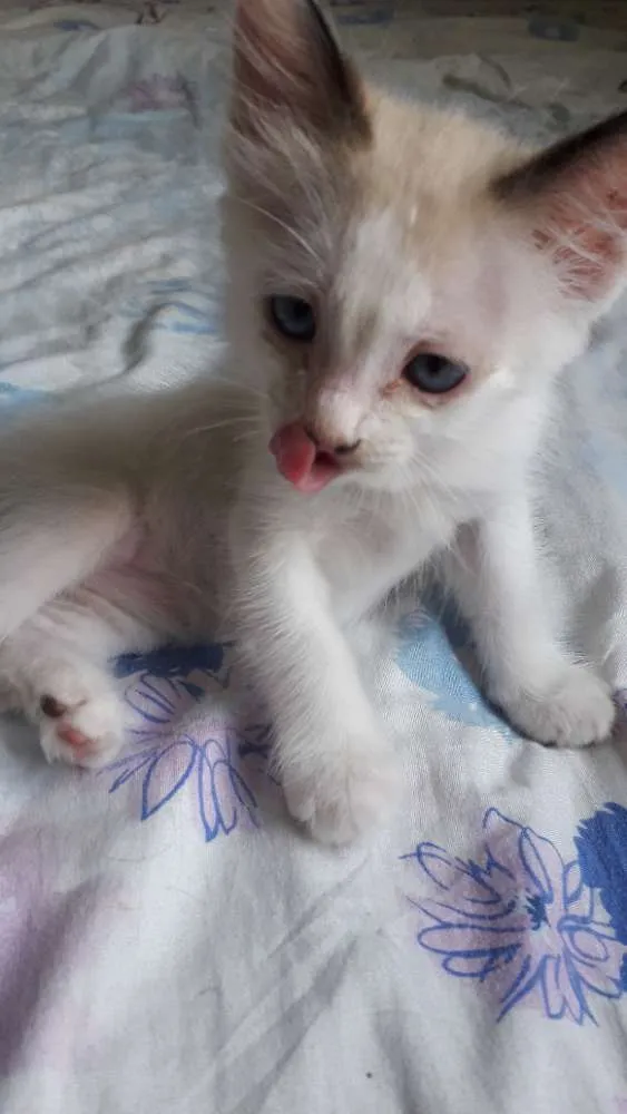 Gato raça  idade 2 a 6 meses nome Pérola