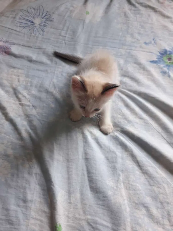Gato raça  idade 2 a 6 meses nome Pérola