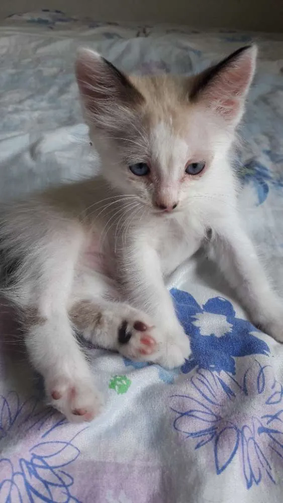 Gato raça  idade 2 a 6 meses nome Pérola