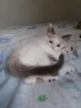 Pérola