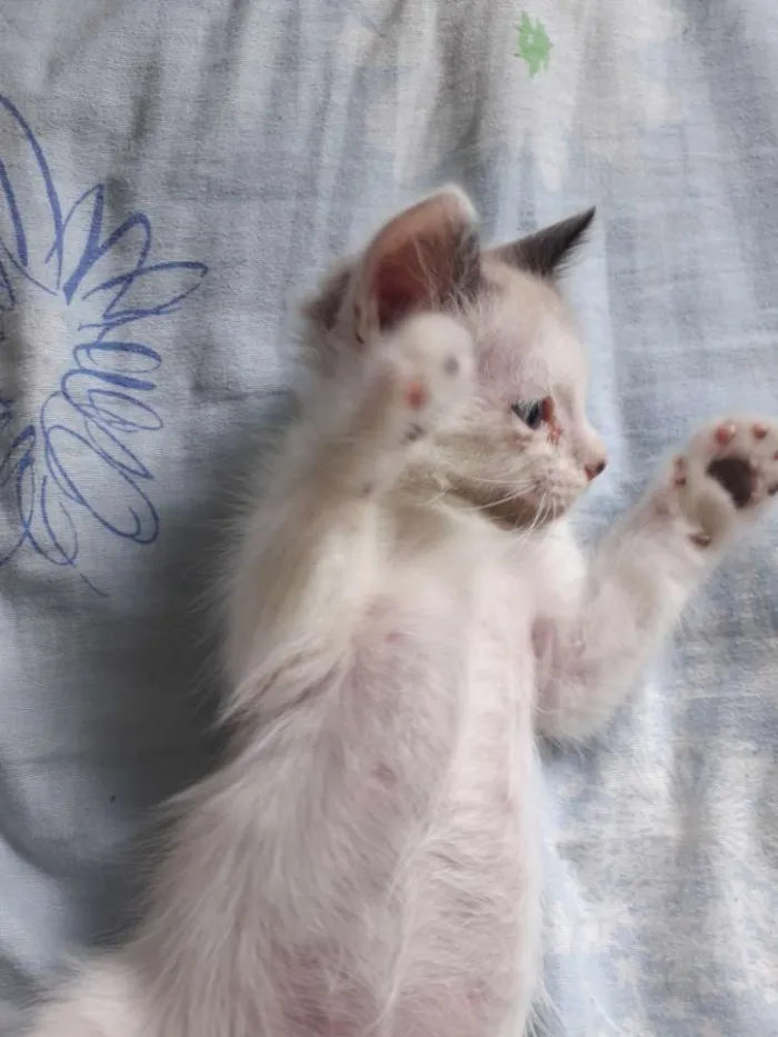 Gato raça  idade 2 a 6 meses nome Pérola