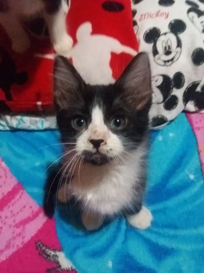 Gato ra a Sem raça idade 2 a 6 meses nome Sem nome