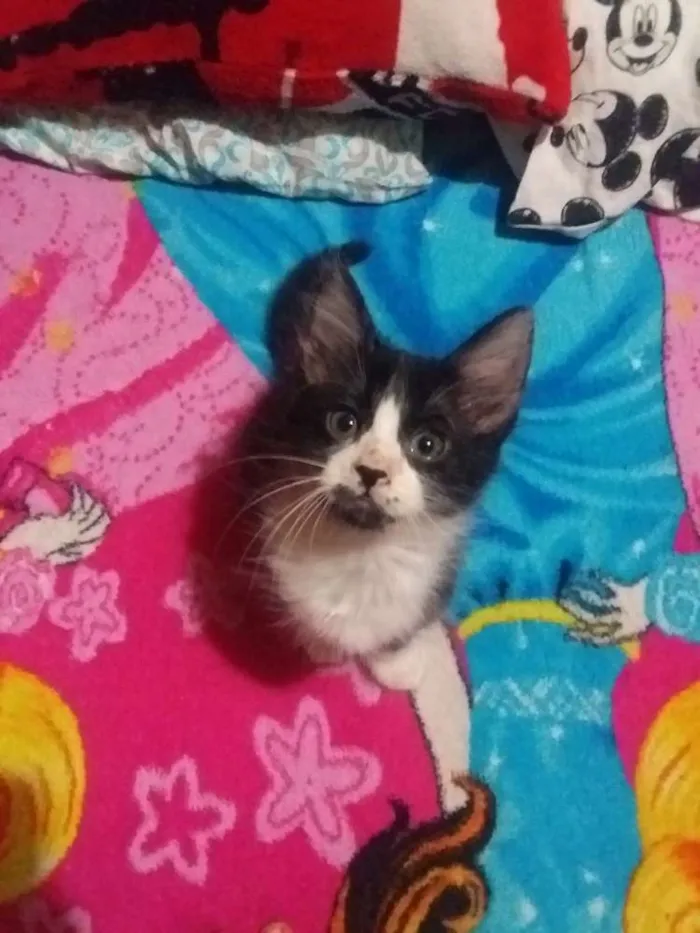 Gato ra a Sem raça idade 2 a 6 meses nome Sem nome
