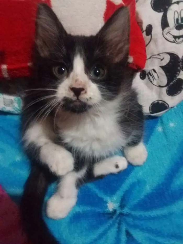 Gato ra a Sem raça idade 2 a 6 meses nome Sem nome