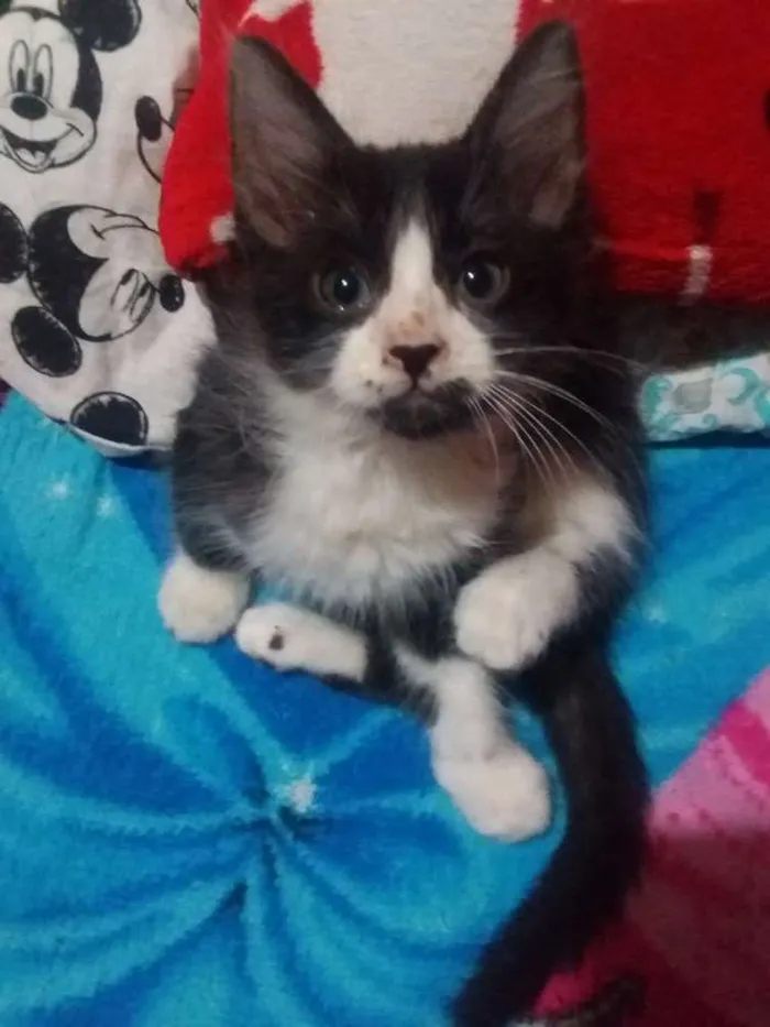 Gato ra a Sem raça idade 2 a 6 meses nome Sem nome