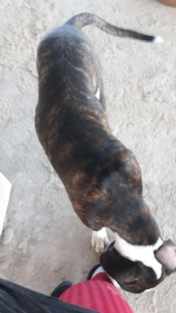 Cachorro raça INDEFINIDA idade 1 ano nome CROSS