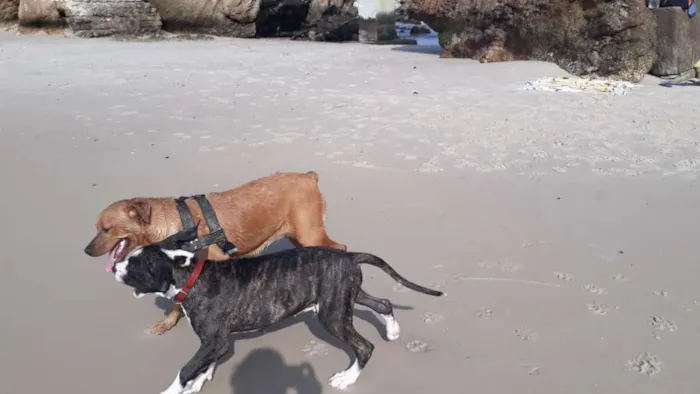 Cachorro raça Indefinida idade 1 ano nome Cross e Cristal 