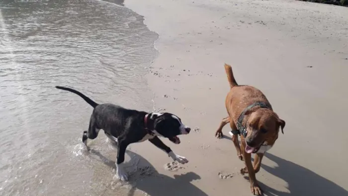 Cachorro raça Indefinida idade 1 ano nome Cross e Cristal 
