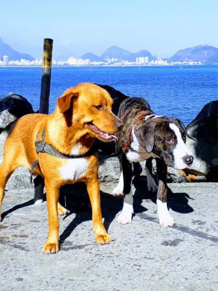 Cachorro raça Indefinida idade 1 ano nome Cross e Cristal 