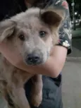 Urso