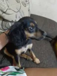 Caozinho sem nome