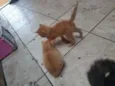 Gatos