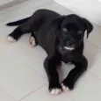 Pretinho