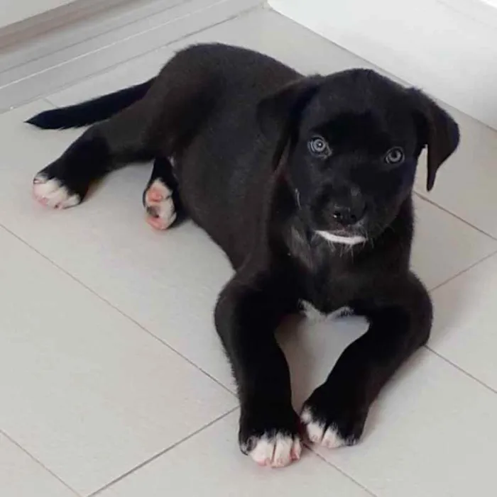 Cachorro ra a  idade 2 a 6 meses nome Pretinho