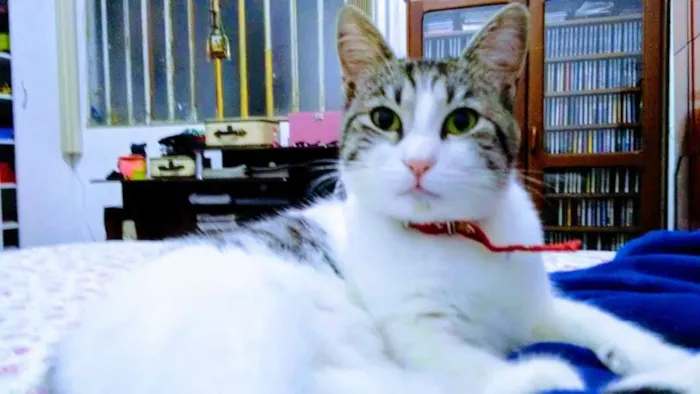 Gato raça SRD idade 2 anos nome FADA CASTRADA