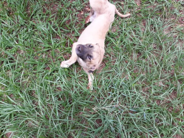 Cachorro ra a Raça não definida idade 3 anos nome Max